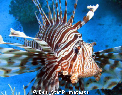 Pterois volitans by Bea & Stef Primatesta 